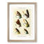 Salmon Fishing Flies Version 2 by Mary Orvis Marbury - Picture Frame Painting Print-55761747-55761752