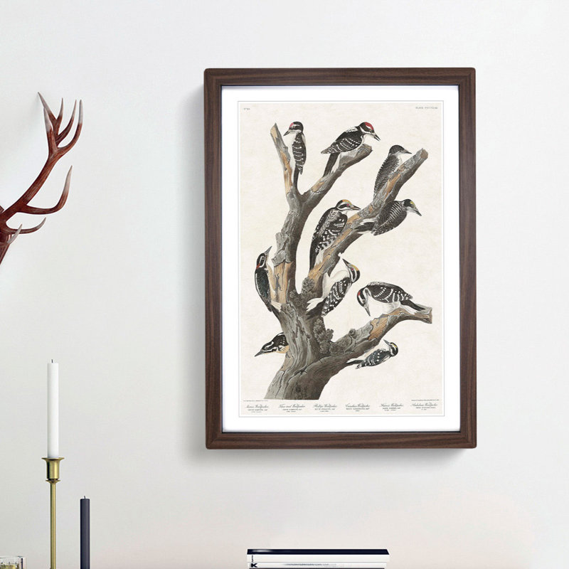 Woodpeckers by John James Audubon - Framed Print, 65cm H x 48cm W x 2cm D, Walnut Framed