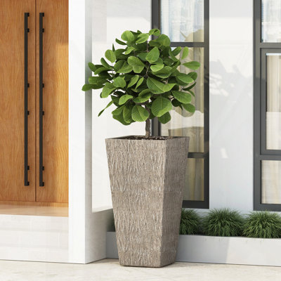 MGO PLANT