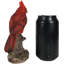 Oiseau cardinal rouge Chonna rebondissant