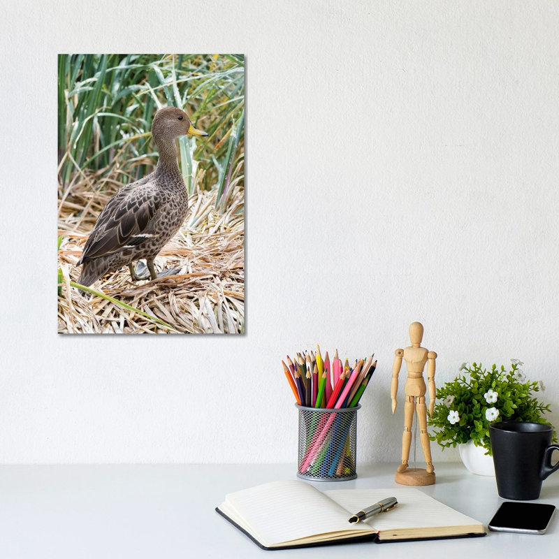 Yellow-Billed Pintail A Species Endemic To South Georgia Island, In Typical Tussock Habitat - Wrapped Canvas Print