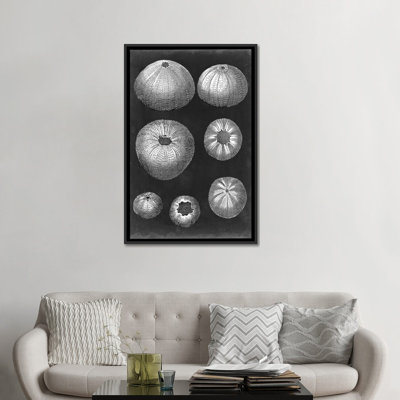 « albâtre shells iv », reproduction d’impression sur toile tendue