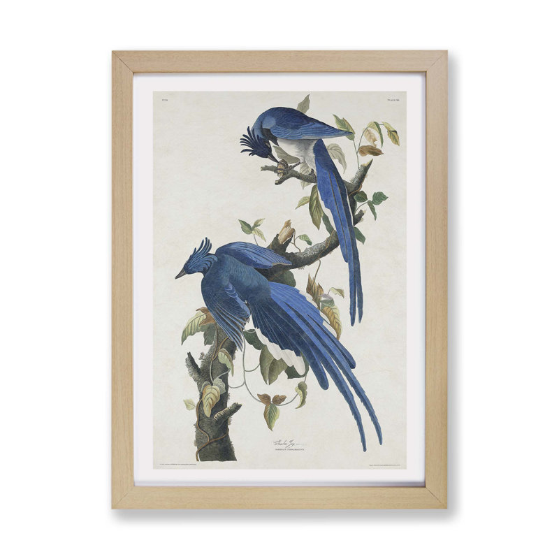 Columbia Jay by John James Audubon - Framed Print, 45cm H x 63cm W x 2cm D, Oak