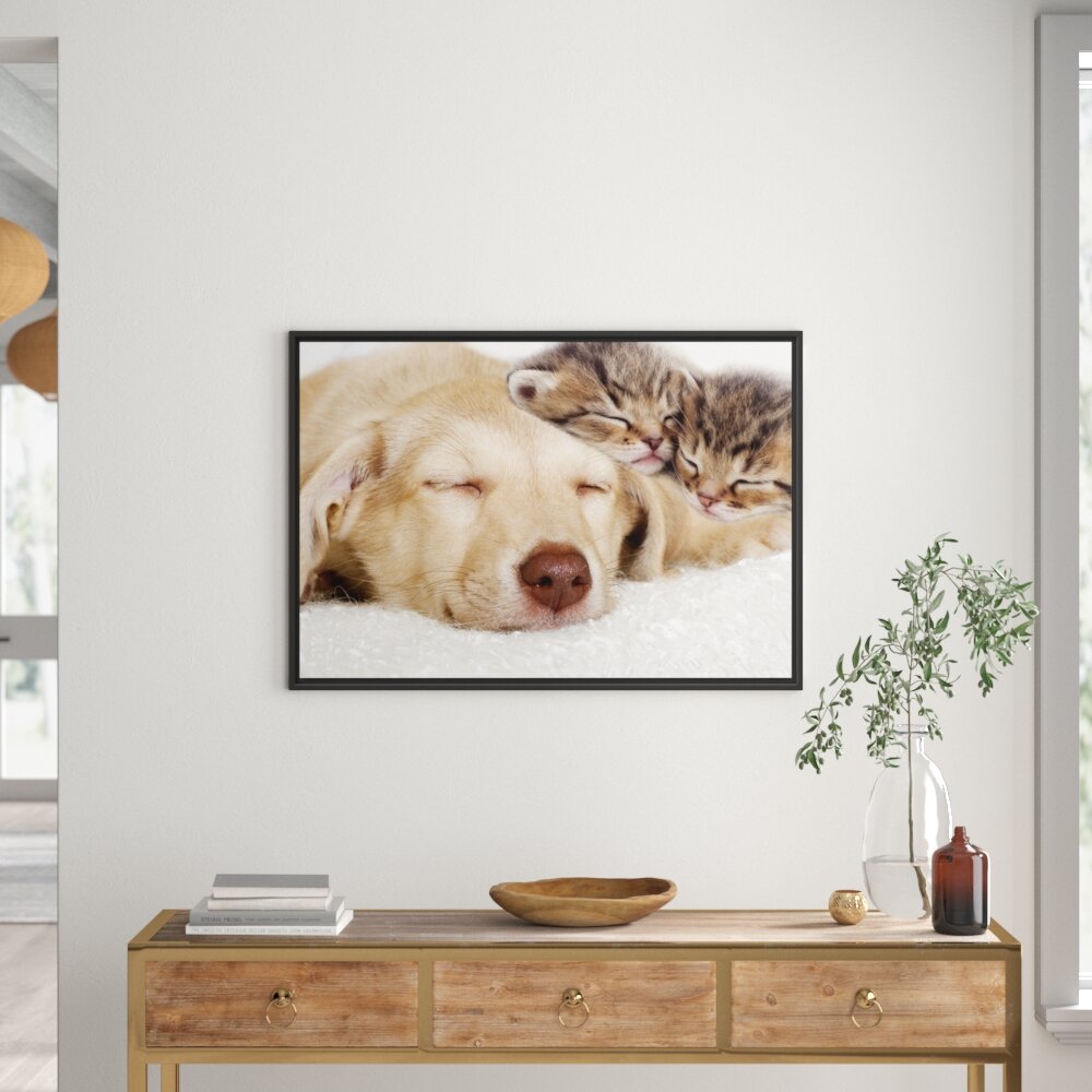 Gerahmtes Wandbild Kätzchen und Hund schmusend