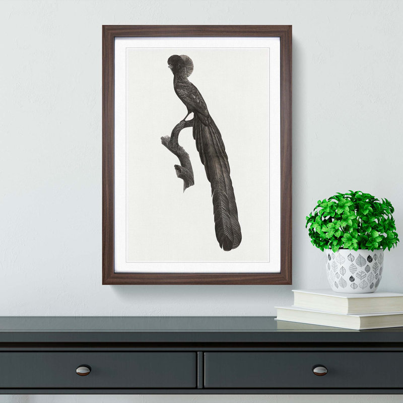 Magpie Bird of Paradise by Jacques Barraband - Picture Frame Art Print, 48cm H x 36cm W x 2cm D, Walnut Framed