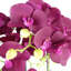 Anneus 80cm Plant
