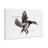 Flying Mallard Duck Canvas by Jadei Graphics-1448379409