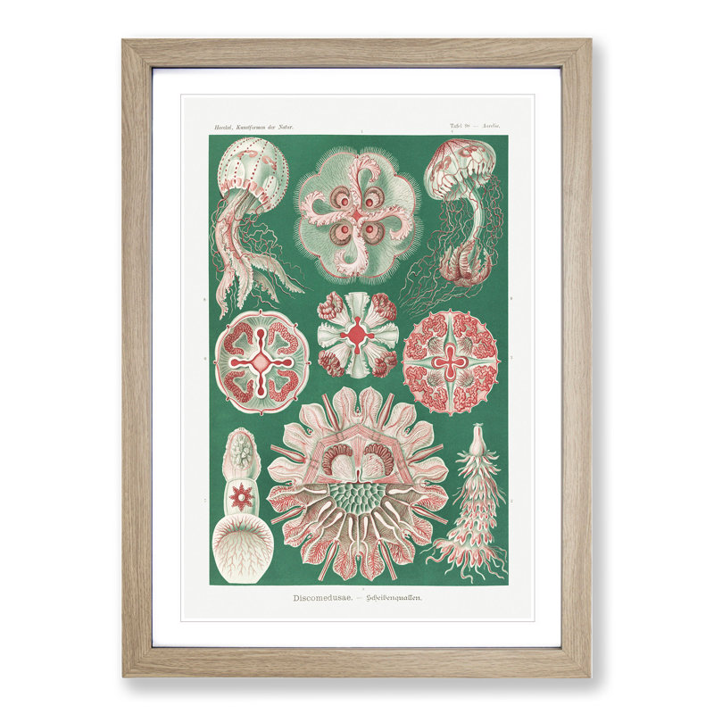 Discomedusae Jellyfish Vol.3 by Ernst Haeckel - Framed Print, Oak Framed, 65cm H x 48cm W x 2cm D
