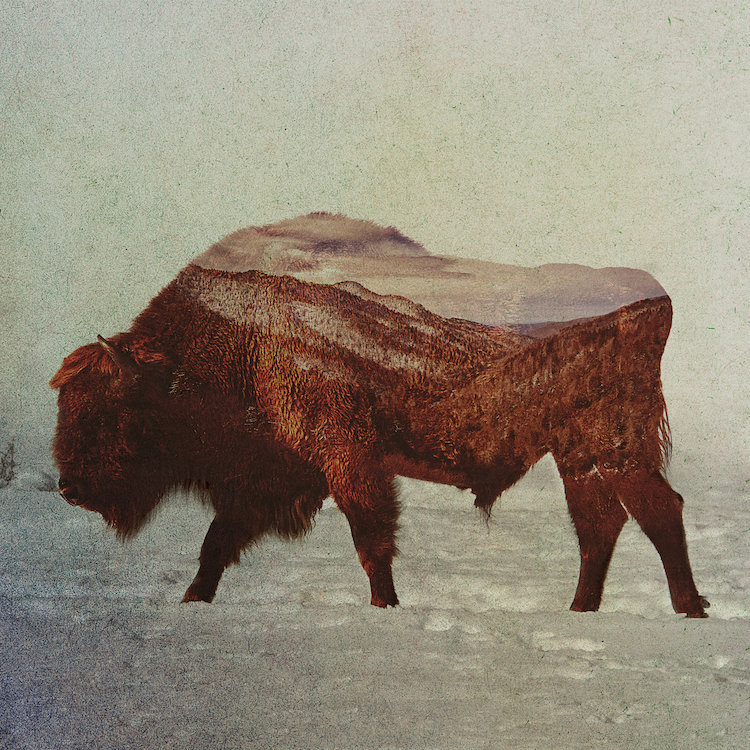 « bison ii », impression sur toile tendue, H 16 po x l 16 po x P 1 po, Papier d'art encadré noir, Blanc