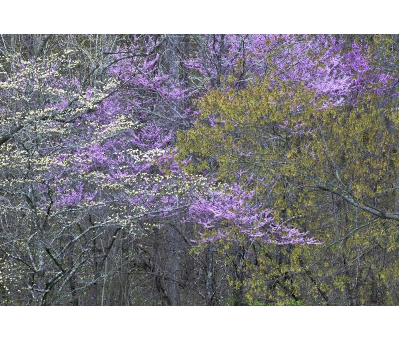 «Lark Manor ™ Rotenberg», art sur toile tendue par la galerie Nancy: NC, Great Smoky Mts Dogwood et arbres redbud
