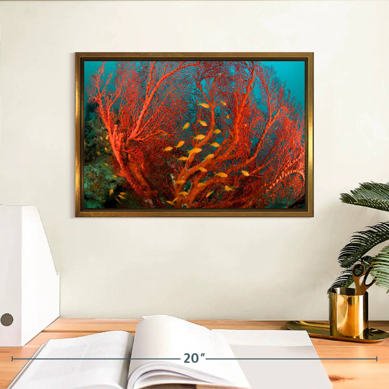 Corail de feu, Cadre flottant doré, 13 po x 9 po