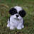 Sitting Shih Tzu Puppy Statue-16443398