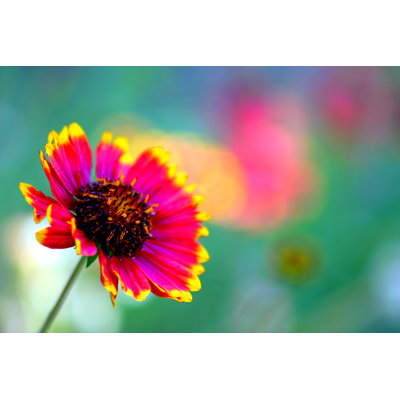 California Blanket Flower by Hlehnerer - Wrapped Canvas Print