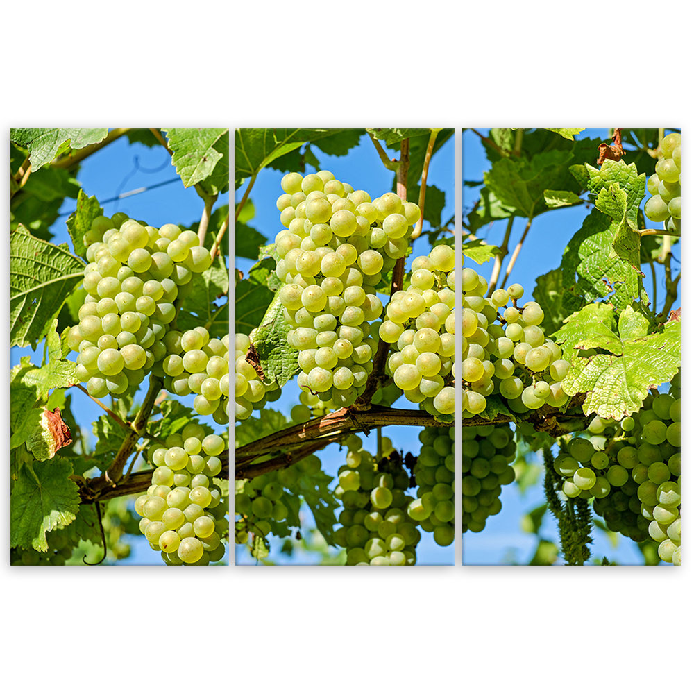 Leinwandbild White Grapes