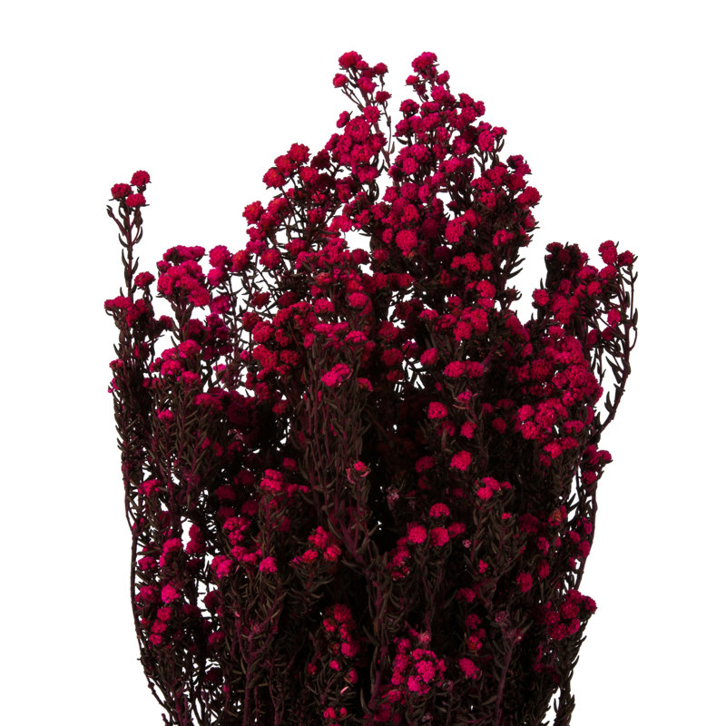 Ensemble de Phylica naturel préservé de 12 à 22 po Eliseo, Framboise