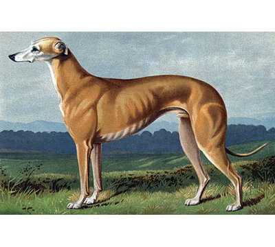 " Greyhound " by Vero Shaw