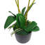60cm Realistic Artificial Orchid Flower Display in Pot.-101685116