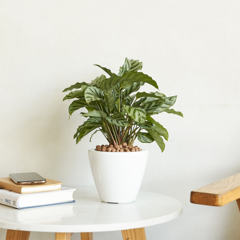 Paquet de 2 pots à fleurs à arrosage automatique pour l'intérieur et l'extérieur - Cône rond, Blanc