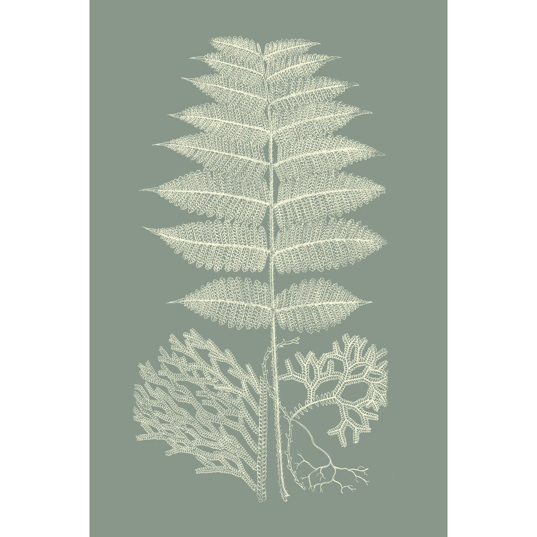 Leinwandbild Ferns on Sage V von Vision Studio