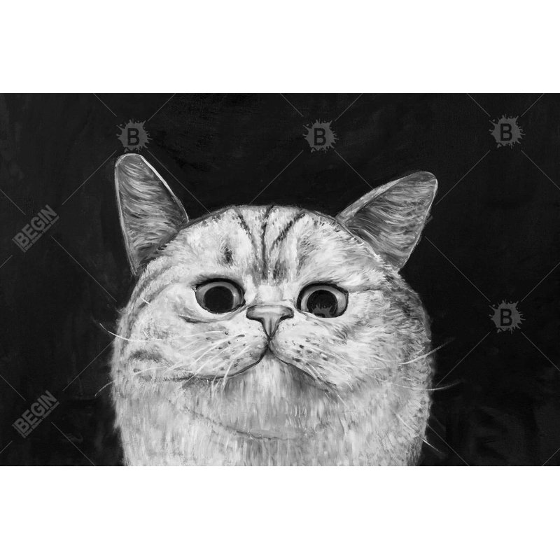 Chien regardant un chat