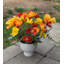 Arrangement de coquelicots