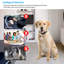 Collier pour chien