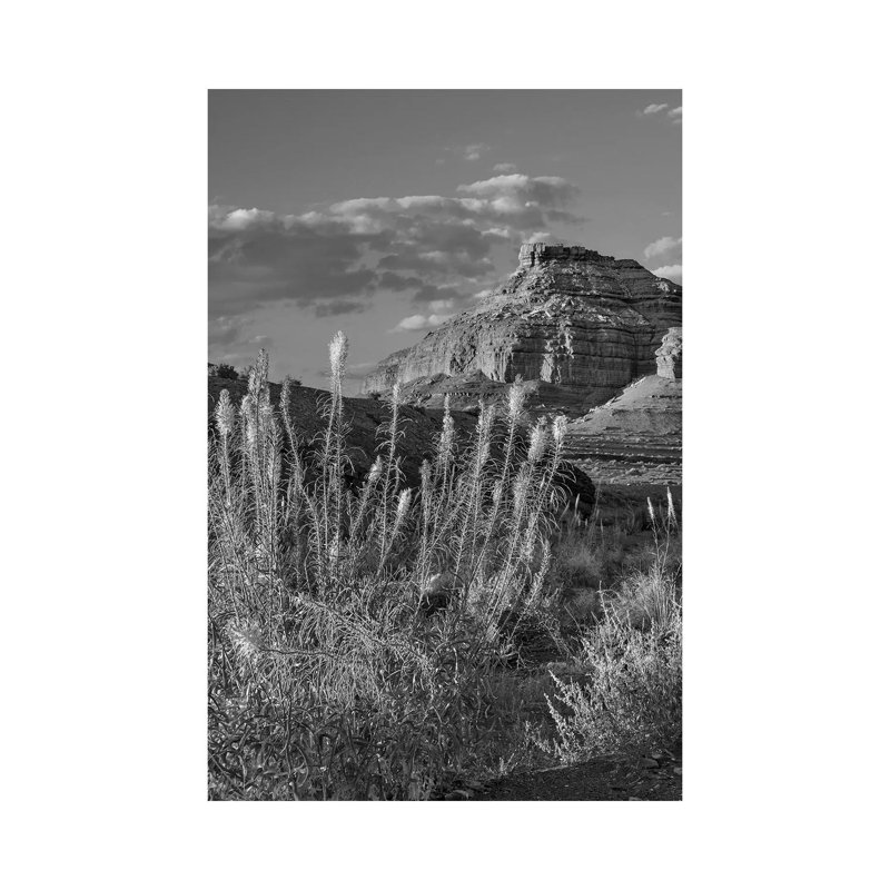 Miner's Candle Flowers, Echo Canyon, Vermilion Cliffs National Monument, Arizona by Tim Fitzharris - Gallery-Wrapped Canvas Giclée on Canvas