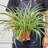 House Plant Shop Live Foliage Plant Low Maintenance Plant Rattan