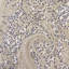 Oreiller quartz Skye Luxury-715857194-715857203