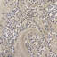 Oreiller quartz Skye Luxury-715857196-715857198