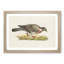 Common Wood Pigeon by Von Wright - Picture Frame Painting Print on MDF-55510350-55510346