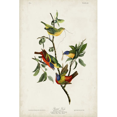 Pl 53 Finch peint