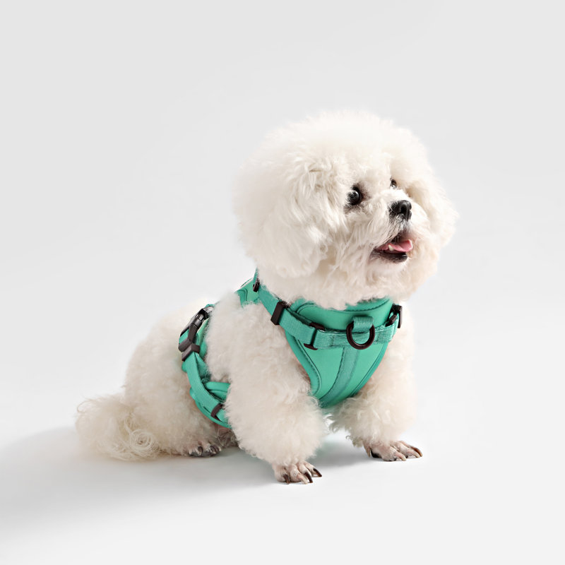 Harnais pour animal de compagnie Arlo, Small, Émeraude