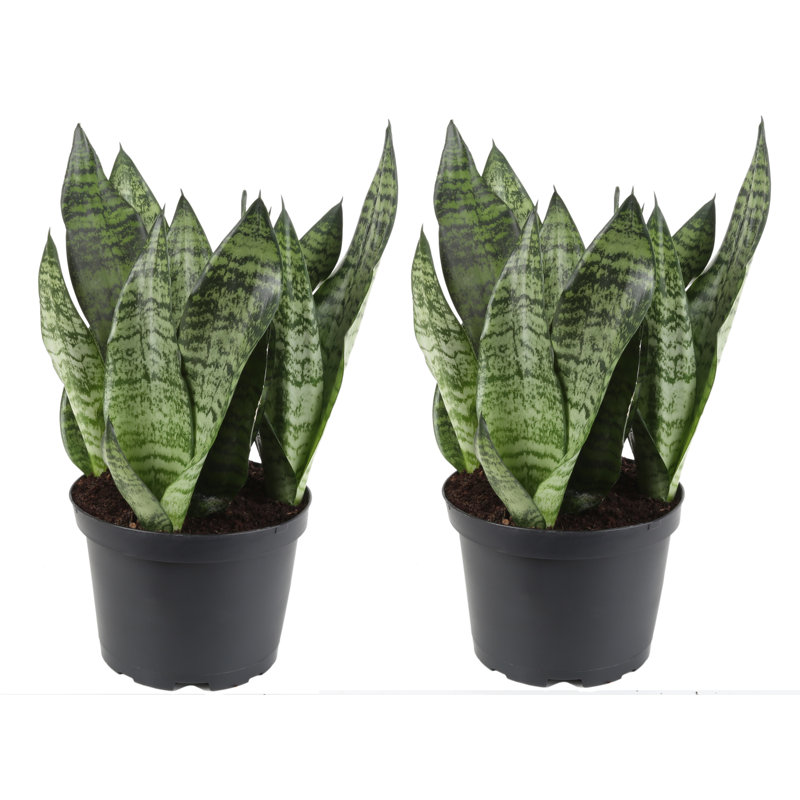 Live Snake Plant in Nursery Pot, 1, 14" H x 7" W x 7" D