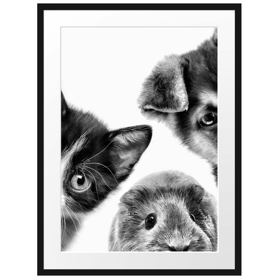 Gerahmtes Poster Trio Hund Katze Meerschwein