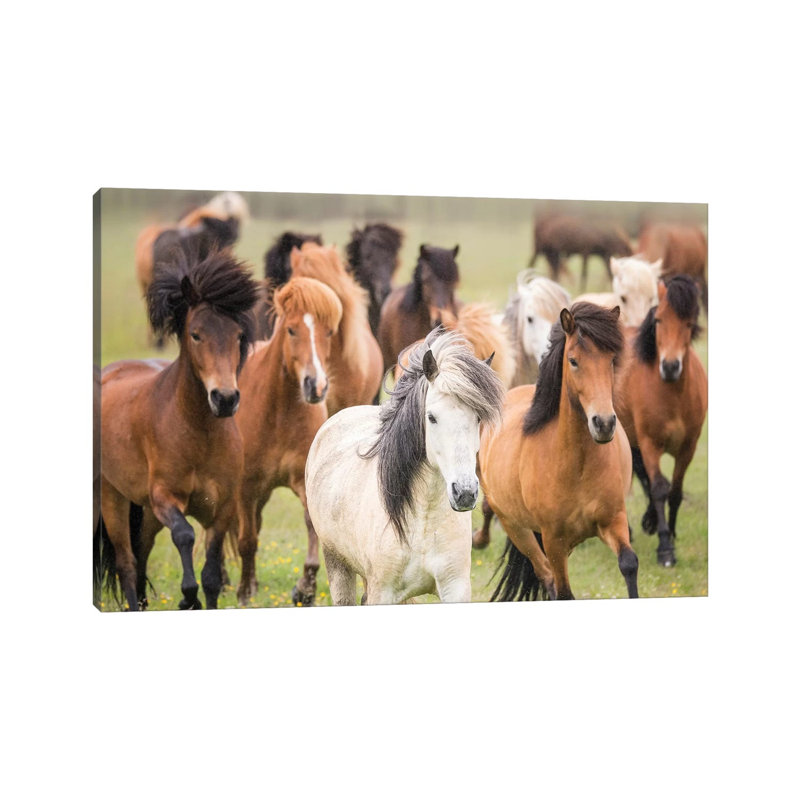 Grassland Horses III by PHBurchett - Wrapped Canvas Print, 66.04 cm H x 45.72 cm W x 1.91 cm D