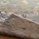 Heritage Bloom Hand Knotted Area Rug