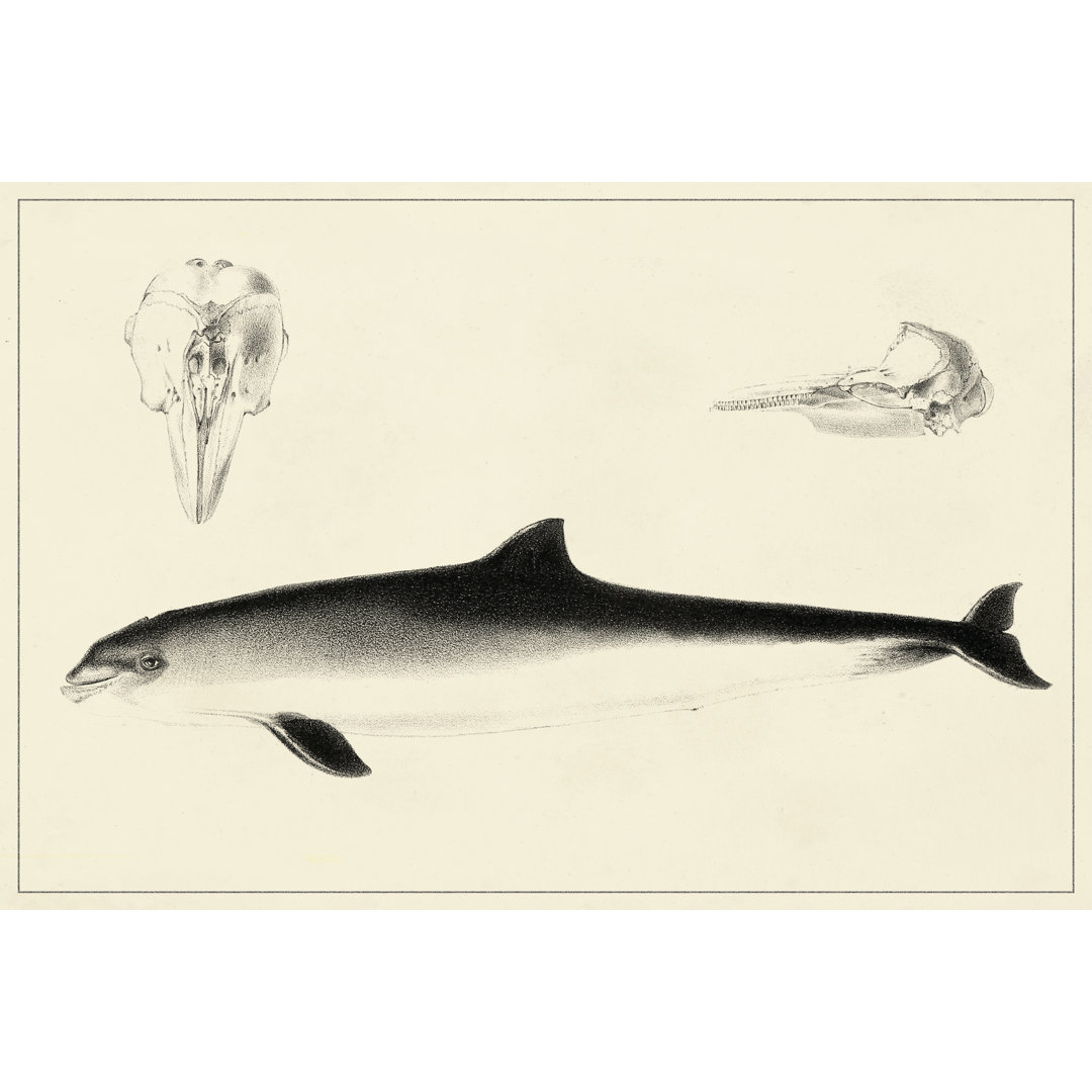 Leinwandbild Antique Dolphin Study II