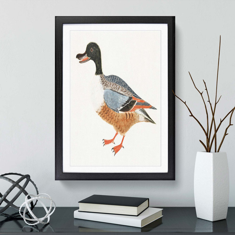 Shoveler Duck by Johan Teyler - Picture Frame Painting Print, Black Framed, 65cm H x 48cm W x 2cm D