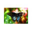 Swallowtail Butterfly - No Frame Print on Canvas-42156467