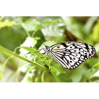 Cassey Butterfly - Wrapped Canvas Print