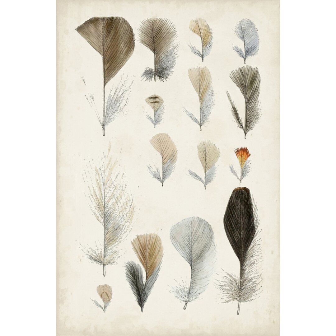 Leinwandbild Antique Bird Feathers I