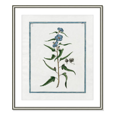 Colombe "Shabby Elegance Botanical I" Print