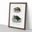 Tortoise & Turtle Illustrations PL. 1 by Charles d' Orbigny - Picture Frame Painting Print on MDF-55610908-55610909