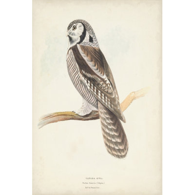 Canada Owl 1 Piece Wrapped Canvas Painting