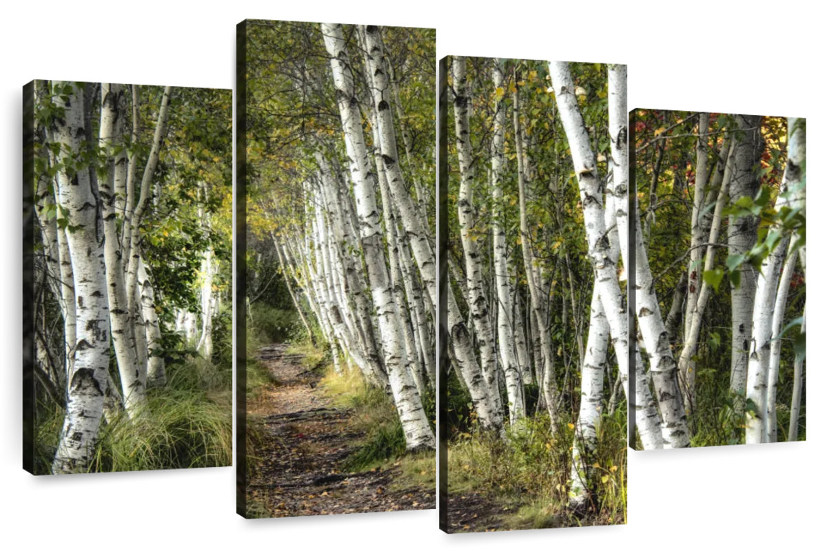 Millwood Pines Alvord A Walk Through The Birch Trees | Wayfair