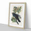 Raven by John Audubon - Picture Frame Painting Print-55601484-55601490