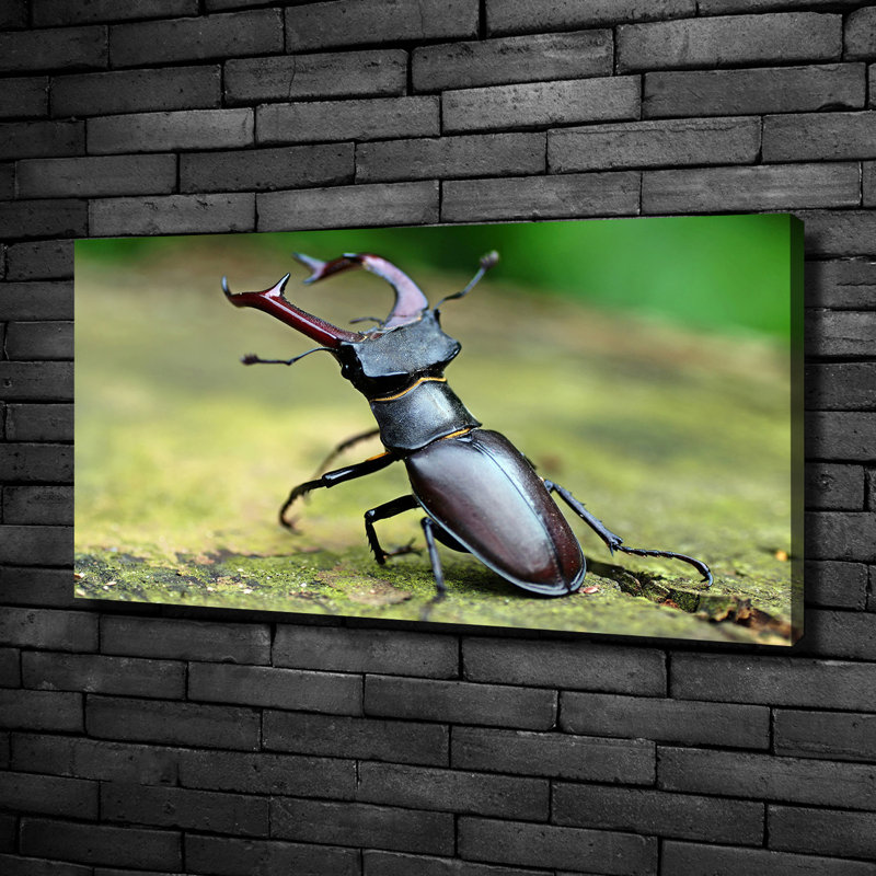 Beetle - No Frame Print on Canvas