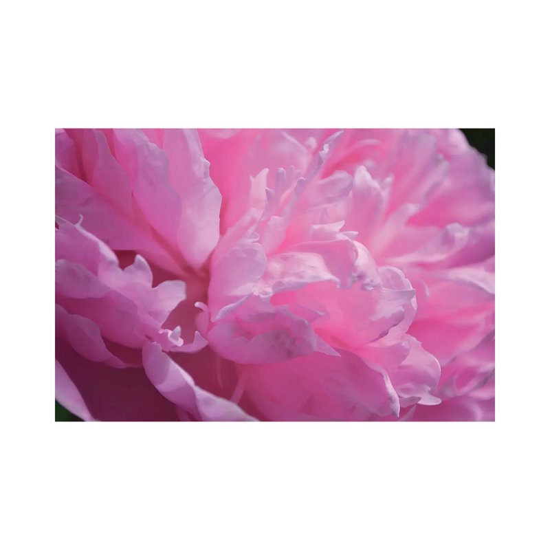 Pastel Peony by Michelle Calkins - Wrapped Canvas Print