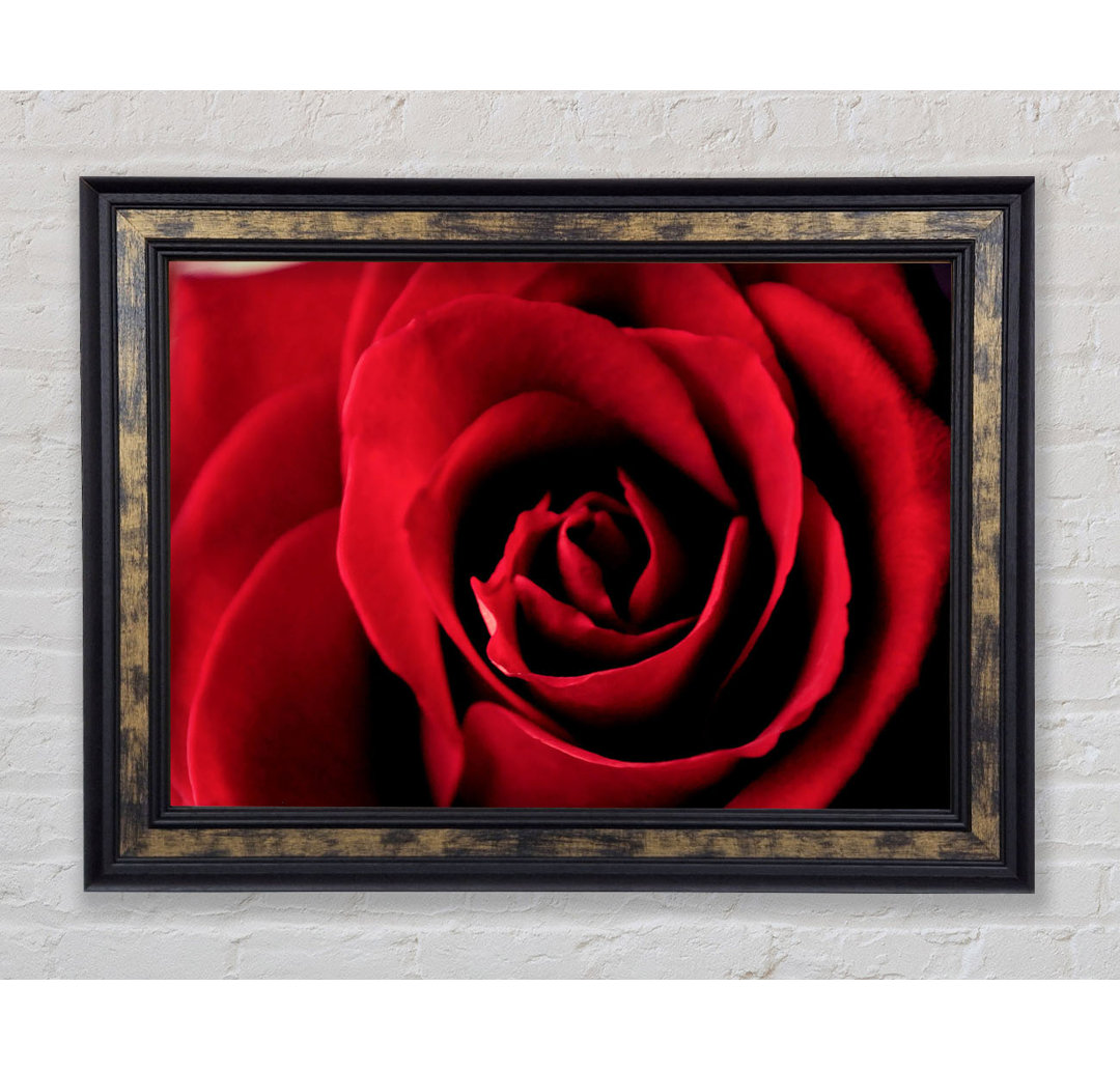 Rose Petal Beauty Red - Einzelner Bilderrahmen Kunstdrucke